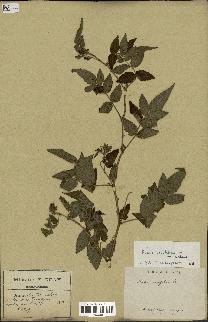 spécimen de Rubus rosifolius