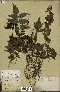 spécimen de Rubus rosifolius