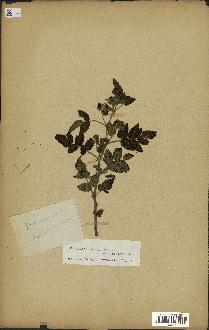 spécimen de Rubus rosifolius