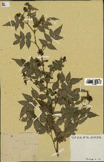 spécimen de Rubus rosifolius