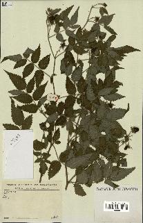 spécimen de Rubus rosifolius