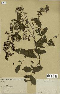 spécimen de Rubus pinnatus