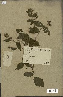 spécimen de Rubus pinnatus