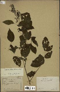 spécimen de Rubus pinnatus