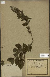 spécimen de Rubus pinnatus