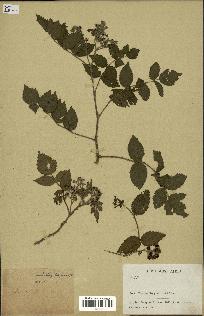 spécimen de Rubus pinnatus