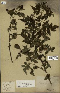 spécimen de Rubus rosifolius