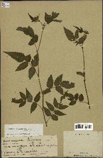 spécimen de Rubus rosifolius