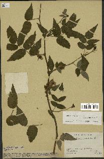 spécimen de Rubus rosifolius