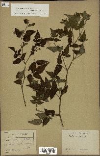 spécimen de Rubus rosifolius