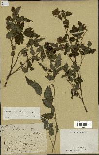 spécimen de Rubus rosifolius