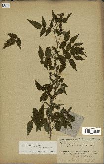 spécimen de Rubus rosifolius