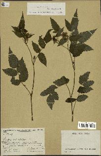 spécimen de Rubus rosifolius