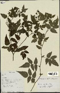 spécimen de Rubus rosifolius