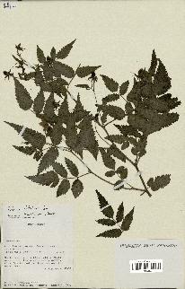 spécimen de Rubus rosifolius