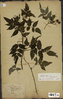 spécimen de Rubus rosifolius