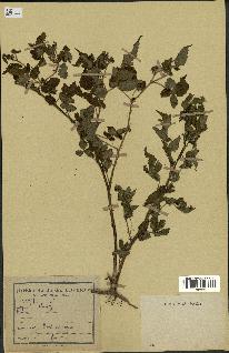 spécimen de Rubus rosifolius