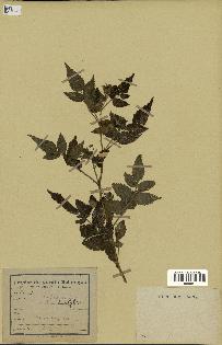 spécimen de Rubus rosifolius