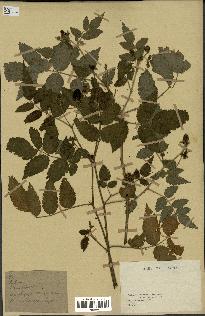 spécimen de Rubus rosifolius