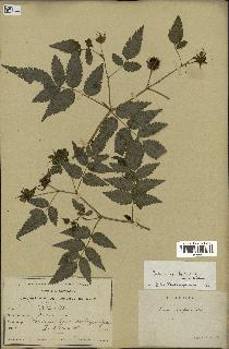 spécimen de Rubus rosifolius