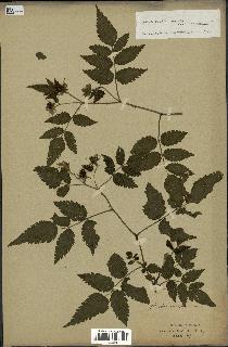 spécimen de Rubus rosifolius