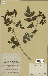 spécimen de Rubus rosifolius