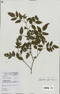 spécimen de Rubus rosifolius