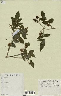 spécimen de Rubus rosifolius