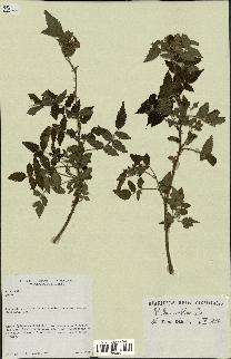 spécimen de Rubus rosifolius