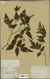 spécimen de Rubus rosifolius