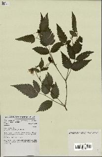 spécimen de Rubus rosifolius