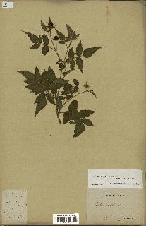 spécimen de Rubus rosifolius