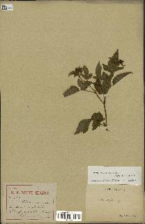 spécimen de Rubus rosifolius