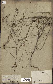 spécimen de Delphinium peregrinum