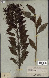 spécimen de Solidago rugosa