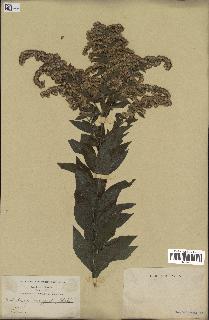 spécimen de Solidago rugosa