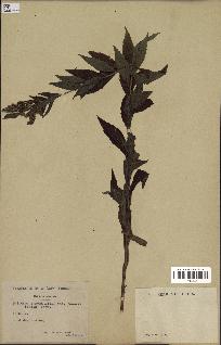 spécimen de Solidago rugosa