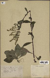 spécimen de Solidago randii
