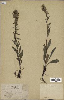 spécimen de Solidago randii
