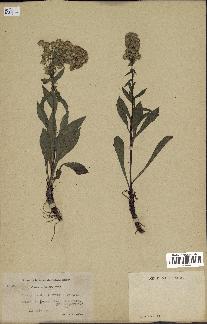 spécimen de Solidago randii