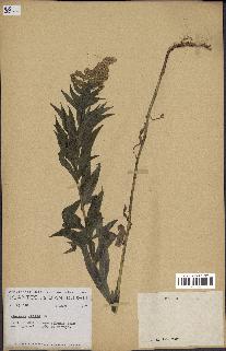 spécimen de Solidago lepida