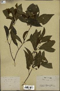 spécimen de Pittosporum ferrugineum