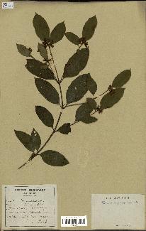 spécimen de Pittosporum ferrugineum