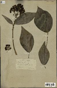 spécimen de Hedera helix