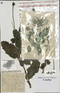 spécimen de Papaver somniferum
