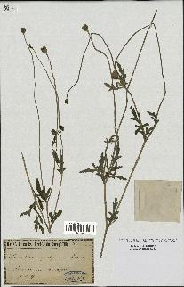 spécimen de Papaver rhoeas