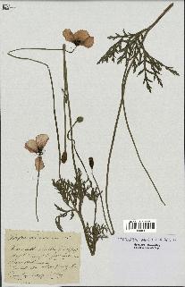 spécimen de Papaver dubium