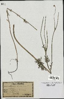 spécimen de Papaver hybridum