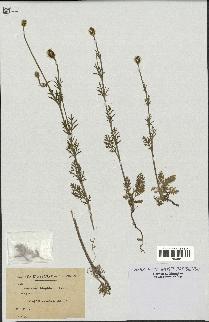 spécimen de Papaver hispidum