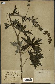 spécimen de Aconitum lycoctonum